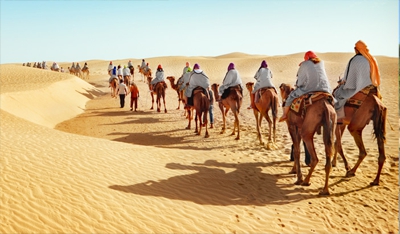 Camel Safari