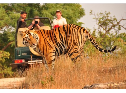 wildlife tours of rajasthan | rajasthan wildlife tour packages | Ranthambhore Tours | Sariska Tours | indian wildlife safari tours | Kumbhalgarh safari tours | kumbhalgarh tours