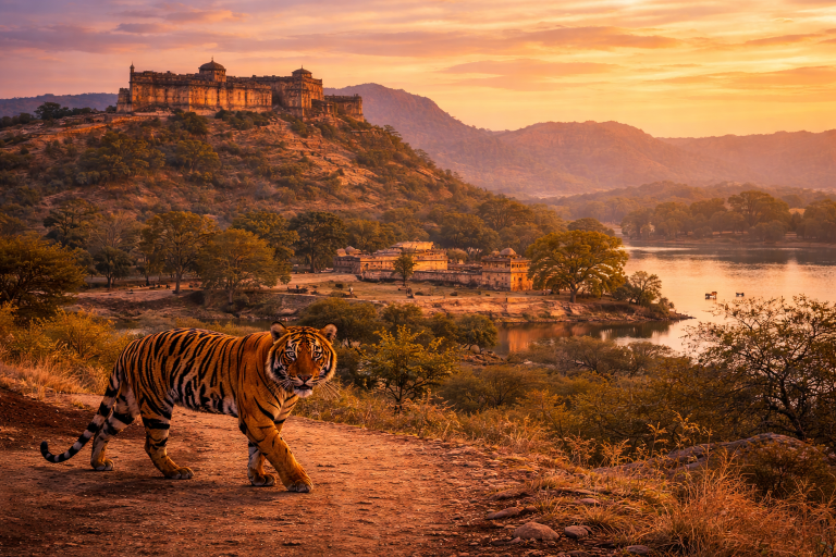 Ranthambore – The Land of Tigers