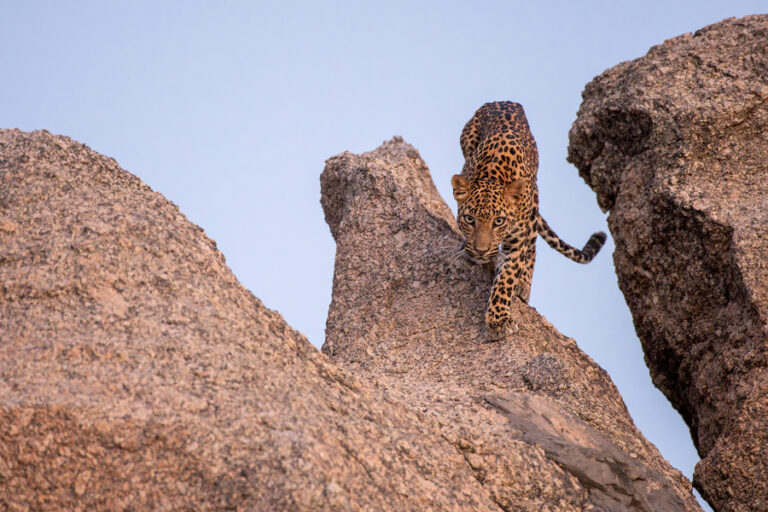 Jawai – The Land of Leopards