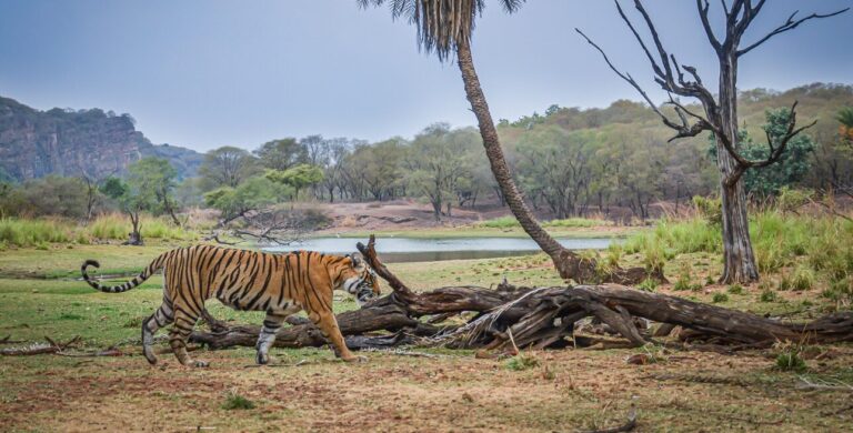 Top Reasons Travel Agents Prefer Kingsthan Tourism as a Ranthambore DMC