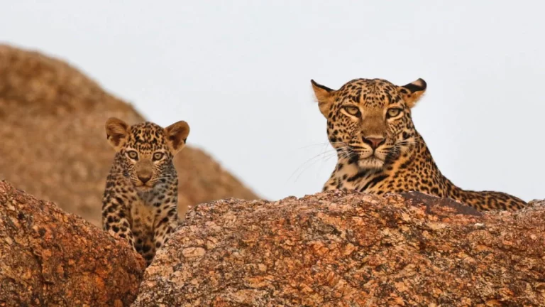 Jawai Luxury Stays Collection: Experience Rajasthan’s Finest Wildlife Retreats